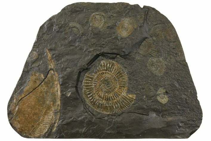 Fossil Ammonite (Dactylioceras) Cluster - Hanging Presentation #129421
